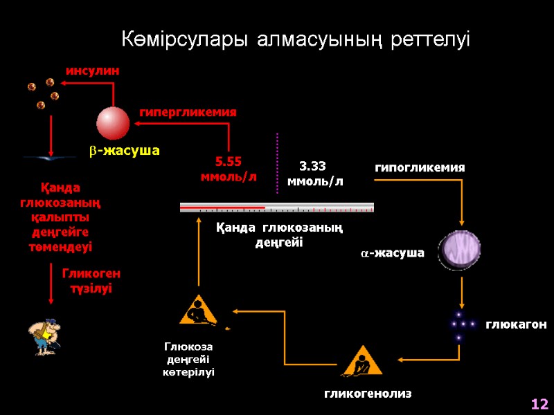 5.55 ммоль/л 3.33  ммоль/л Қанда  глюкозаның деңгейі гипергликемия -жасуша инсулин Қанда глюкозаның